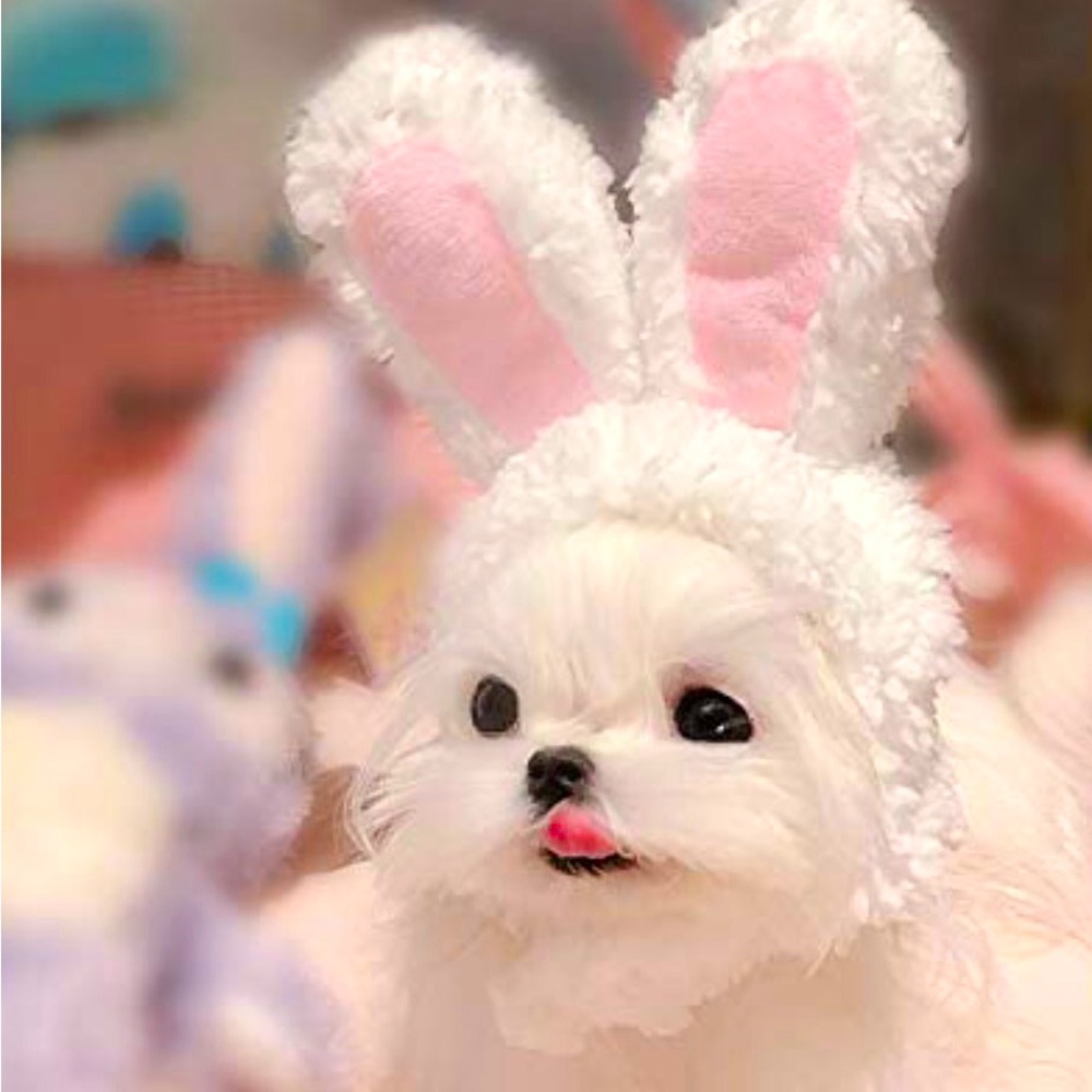 Bunny ear fluffy ears doggy puppy small animal cat Velcro adorable Easter spring